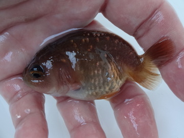 ＮＥＷ　商品Ｎｏ３５６０　茶紅葉らんちゅう