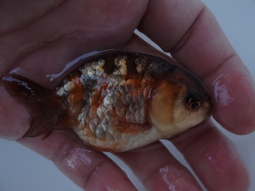 ＮＥＷ　商品Ｎｏ３５６１　タイガーらんちゅう