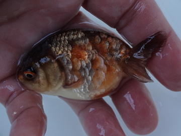 ＮＥＷ　商品Ｎｏ３５６１　タイガーらんちゅう