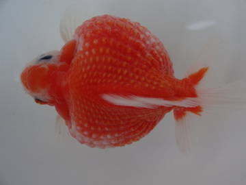 ＮＥＷ　商品Ｎｏ３５６２　テニスボール　ピンポンパール