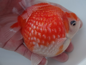 ＮＥＷ　商品Ｎｏ３５６２　テニスボール　ピンポンパール