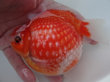 ＮＥＷ　商品Ｎｏ３５６２　テニスボール　ピンポンパール