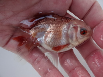 ＮＥＷ　商品Ｎｏ３５４９　瑪瑙オランダ