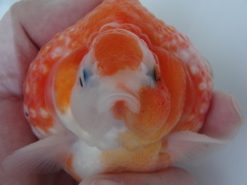 ＮＥＷ　商品Ｎｏ３５６２　テニスボール　ピンポンパール