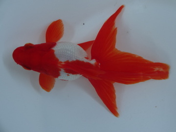 ＮＥＷ　商品Ｎｏ３５６３　飯田更紗琉金