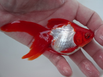 ＮＥＷ　商品Ｎｏ３５６３　飯田更紗琉金