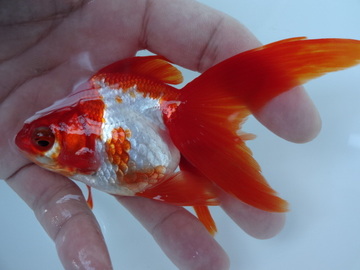 ＮＥＷ　商品Ｎｏ３５６３　飯田更紗琉金