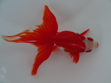 ＮＥＷ　商品Ｎｏ３５６４　飯田更紗琉金