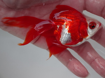 ＮＥＷ　商品Ｎｏ３５６４　飯田更紗琉金