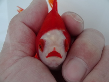 ＮＥＷ　商品Ｎｏ３５６４　飯田更紗琉金