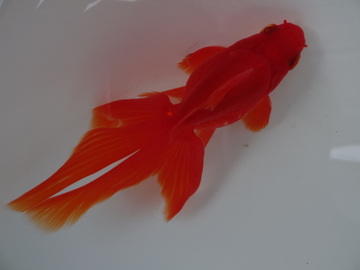 ＮＥＷ　商品Ｎｏ３５６５　飯田琉金