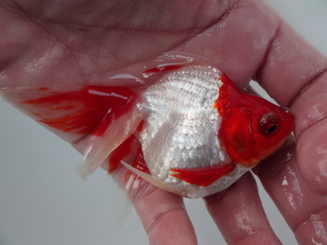 ＮＥＷ　商品Ｎｏ３５６６　飯田更紗琉金