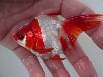 ＮＥＷ　商品Ｎｏ３５６６　飯田更紗琉金