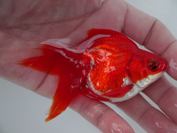 ＮＥＷ　商品Ｎｏ３５６７　飯田更紗琉金