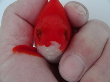 ＮＥＷ　商品Ｎｏ３５６７　飯田更紗琉金