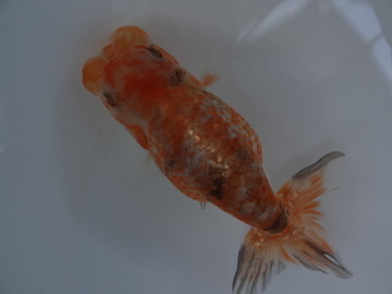 ＮＥＷ　商品Ｎｏ３５６８　フンタン系銀鱗江戸桜