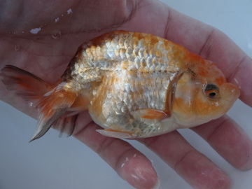 ＮＥＷ　商品Ｎｏ３５６８　フンタン系銀鱗江戸桜