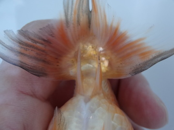 ＮＥＷ　商品Ｎｏ３５６８　フンタン系銀鱗江戸桜