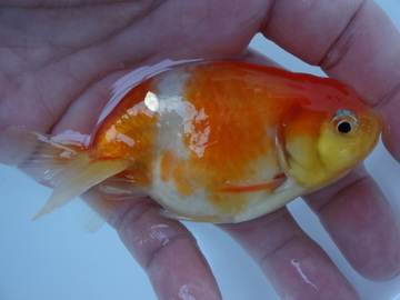 ＮＥＷ　商品Ｎｏ３５７０　フンタン系桜錦