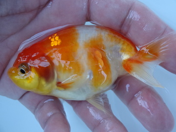 ＮＥＷ　商品Ｎｏ３５７０　フンタン系桜錦