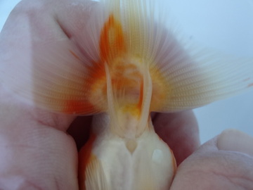 ＮＥＷ　商品Ｎｏ３５７０　フンタン系桜錦