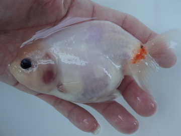 ＮＥＷ　商品Ｎｏ３５７１　フンタン系桜錦