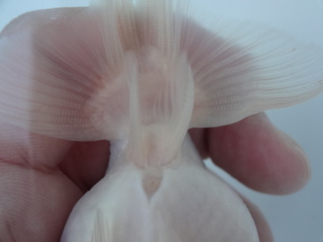 ＮＥＷ　商品Ｎｏ３５７１　フンタン系桜錦