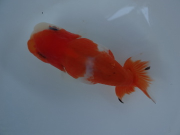 ＮＥＷ　商品Ｎｏ３５７２　フンタン系桜錦