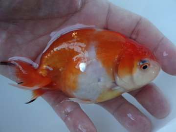 ＮＥＷ　商品Ｎｏ３５７２　フンタン系桜錦