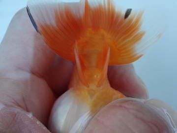 ＮＥＷ　商品Ｎｏ３５７２　フンタン系桜錦