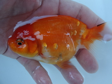 ＮＥＷ　商品Ｎｏ３５６９　フンタン系桜錦